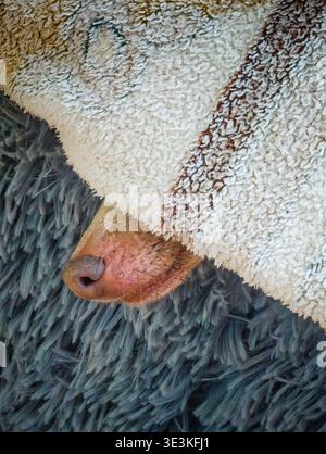 Drôle petit chiot couché dans le lit, jetant un coup d'œil avec le petit nez brun, adorable animal de compagnie gros plan, moment de chien confortable et ludique Banque D'Images