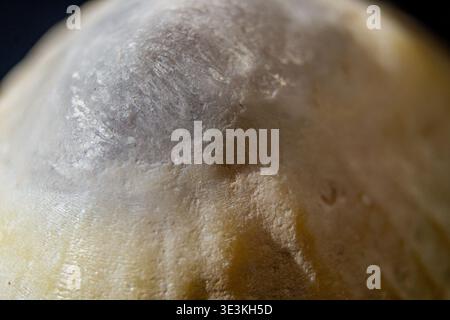 Macro-photographie rapprochée d'une coquille de limpette montrant l'érosion naturelle, la texture organique et les variations tonales subtiles. Convient pour une utilisation comme arrière-plan Banque D'Images