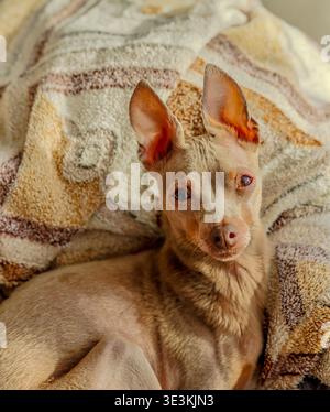 Drôle petit terrier de jouet brun-gris couché dans le lit, profil de côté gros plan, repos adorable chiot, moment d'animal de compagnie confortable et portrait de chien ludique Banque D'Images