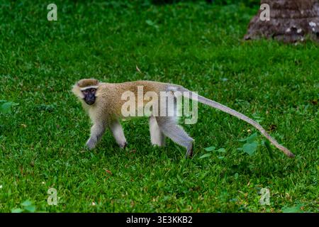 Singe Vervet mâle adulte (Chlorocebus pygerythrus) Banque D'Images