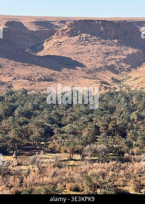 Oasis de verdure au Maroc avec de beaux palmiers, capturant le contraste luxuriant dans le paysage aride d'Afrique du Nord. Banque D'Images