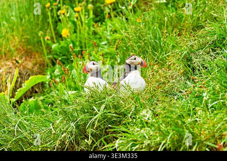 Deux macareux reposent sur l'herbe verte à Borgarfjordur Eystri, en Islande, entourés de fleurs et de plantes dans un cadre estival. Banque D'Images
