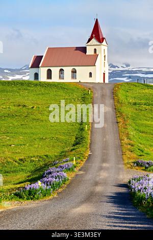 Les gens aiment marcher le long de la route menant à l'église Ingjaldsoll en Islande. Le paysage présente des champs verts et des fleurs colorées. Banque D'Images