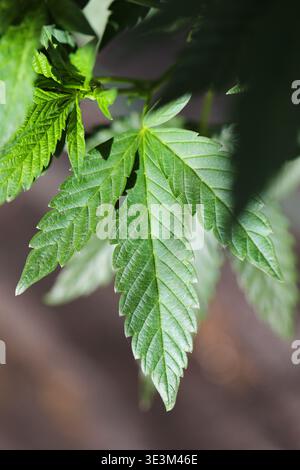 Vue de feuilles de cannabis vert vif atteignant la lumière du soleil sur la toile de fond d'une surface sombre et texturée, étude des contrastes, Garberville, Califo Banque D'Images