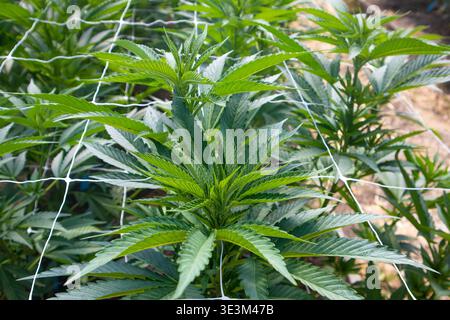 Vue de plantes de cannabis vert vif prospérant sous un filet blanc, un champ baigné de soleil promettant une récolte abondante, Garberville, Californie, United St. Banque D'Images