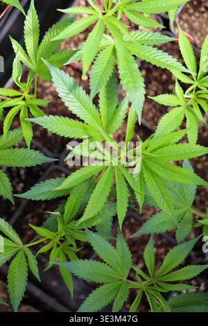 Vue de plantes verdoyantes de cannabis éclatent dans une symphonie de vert, leurs feuilles dentelées atteignant la lumière dans la culture tranquille, Garberville, Banque D'Images
