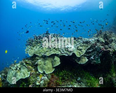 Une école de petits poissons nage au-dessus d'un récif corallien vibrant dans l'eau bleu clair de l'océan. Banque D'Images