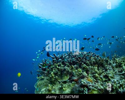 Une école de petits poissons argentés nage autour d'un récif corallien vibrant dans l'océan bleu clair. Un seul poisson jaune vif se détache contre le R plus foncé Banque D'Images
