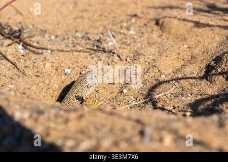 Photo macro à angle bas du lézard Liolaemus atacamensis jetant un coup d'œil sur la tête et le cou d'un terrier sablonneux pendant le désert fleuri d'Atacama, au Chili. Banque D'Images