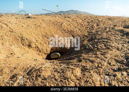 Une photo à angle bas du lézard Liolaemus atacamensis culminant la tête hors de son entrée de terrier sablonneux pendant le désert fleuri à Atacama, au Chili. Banque D'Images