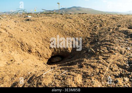 Une photo à angle bas du lézard Liolaemus atacamensis culminant la tête hors de son entrée de terrier sablonneux pendant le désert fleuri à Atacama, au Chili. Banque D'Images