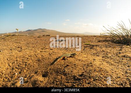 Plan bas grand angle du lézard Liolaemus atacamensis sur un sol sablonneux dans le désert fleuri d'Atacama, Chili. Reptile endémique en dehors du terrier pendant le h doré Banque D'Images