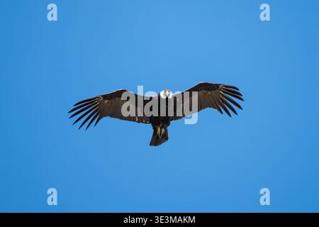 Condor andin femelle (Vultur gryphus) en vol, vu près de Bariloche, Patagonie, Argentine Banque D'Images