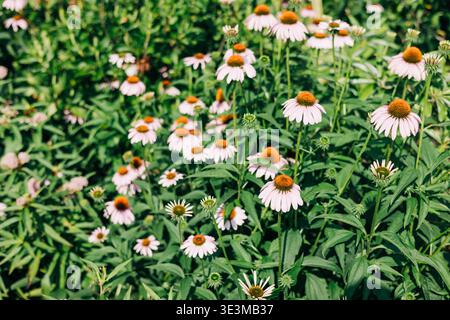 Les fleurs fleurissent dans un jardin, mettant en valeur leurs couleurs pendant une journée ensoleillée au printemps dans un parc local Banque D'Images
