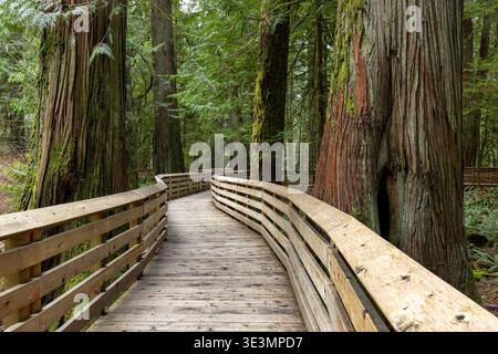 Promenade à travers la forêt ancienne - Cathedral Grove situé dans le parc provincial MacMillan, près de Port Alberni ; Île de Vancouver (Colombie-Britannique), Can Banque D'Images