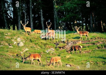 Cerfs de cerfs rouges au-dessus du Loch Muick à côté de Lochnagar. Domaine Royal Balmoral près de Braemar, région de Grampian, Écosse Banque D'Images