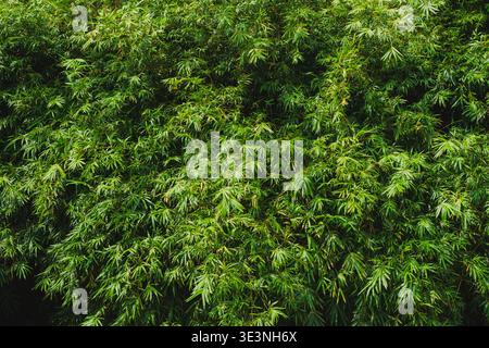 Un plan plein format et en grand angle de feuillage dense de bambou. L'image est remplie de feuilles vertes éclatantes, créant un fond texturé naturel. Banque D'Images