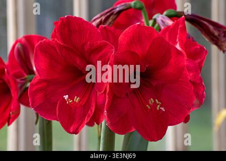 Red Amaryllis, Belladonna Lily, Jersey Lily, Amarillo, Easter Lily Banque D'Images