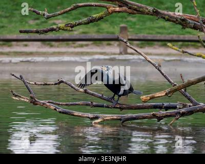 Grand cormoran (Phalacrocorax carbo) perché sur la branche au-dessus de l'eau, déployant des ailes pour sécher après la plongée. Banque D'Images