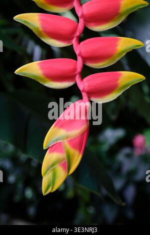 Heliconia rostrata, griffe de homard suspendue, bec de perroquets suspendus, bractées rouges à pointe jaune et verte, fleurs jaunes Banque D'Images