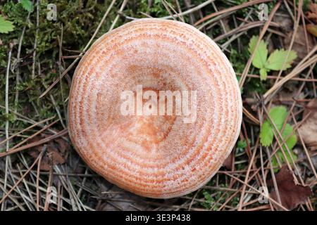 Safran Milkcap Lactarius deliciosus Banque D'Images