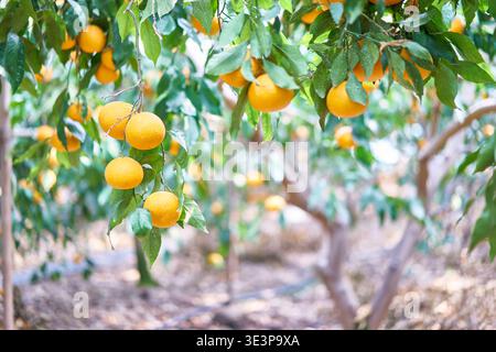 Coréens à maturation tardive Citrus 'Cheong-gyeon Banque D'Images