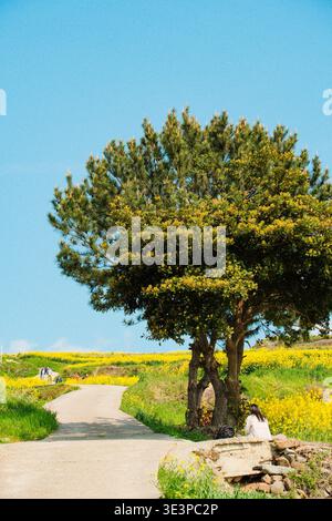 Wando, Corée du Sud - 10 avril 2024 : une route rurale pittoresque et un grand arbre solitaire debout au milieu de vastes champs de fleurs de canola jaune sous un clair Banque D'Images