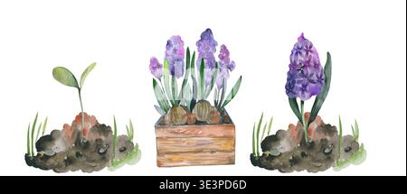 Pousses de jacinthe et fleurs en fleurs dans un ensemble de jardinière en bois Banque D'Images