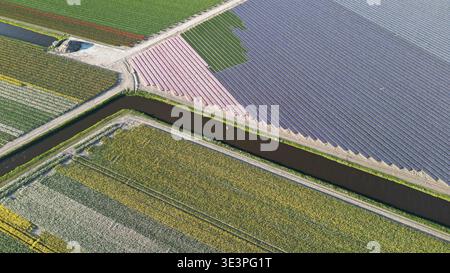 Vue aérienne de champs de tulipes vibrants, méticuleusement disposés en bandes de violets profonds, jaunes, roses et verts créant une tapisserie à couper le souffle, Li Banque D'Images