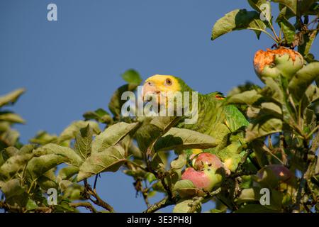 amazonie à tête jaune se nourrissant de pomme tout en étant perché entre les branches et les feuilles. Banque D'Images