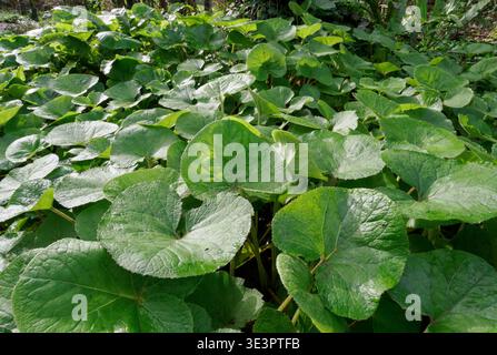 Feuilles d'héliotrope d'hiver Petasites fragrans couvrant le sol à la lisière d'un bois du Somerset lorsque la floraison est terminée au début du printemps Banque D'Images