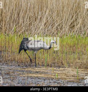 Grus grus grus eurasien ou grue commune se nourrissant dans des roseaux à Ham Wall sur le Somerset Levels UK Banque D'Images