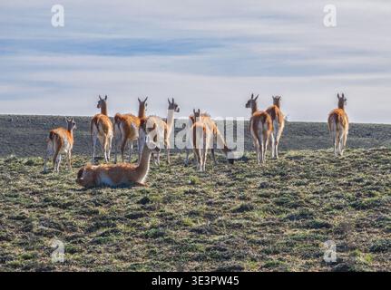 Petit troupeau de Guanaco Lama guanicoe sur la pampa de Patagonie Argentine en Amérique du Sud Banque D'Images