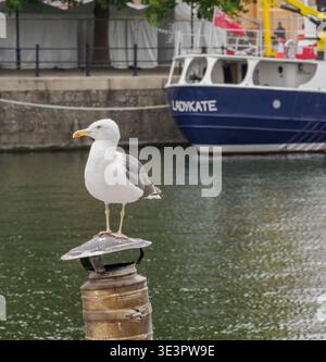 Goéland argentatus Larus argentatus perché sur la cheminée d'une barge fluviale à Bristol Floating Harbour UK Banque D'Images