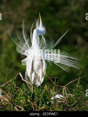 Grande aigrette Ardea alba s'affichant au nid avec son bec pointant vers le haut dans le parc national Ibera Wetlands du nord de l'Argentine Banque D'Images