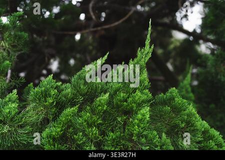 Gros plan du feuillage vert éclatant du genévrier dragon (Juniperus chinensis 'Kaizuka'). Le cliché capture les grappes d'aiguilles tourbillonnantes et flammes uniques an Banque D'Images
