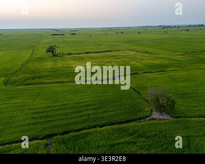 Vue aérienne de vastes rizières vertes s'étendent sous le vaste ciel, un patchwork de vie vibrante au cœur de la campagne, Tonlé SAP, CA Banque D'Images