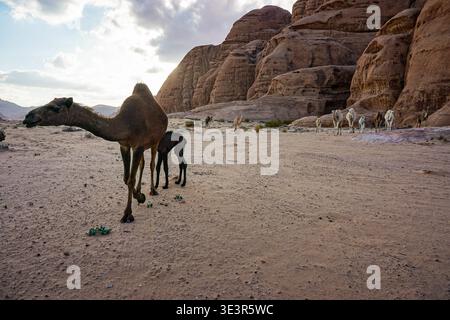 Chameau avec jeune veau marchant à travers le désert de sable tandis que le troupeau se trouve près de grandes falaises rocheuses sous le ciel nuageux Banque D'Images