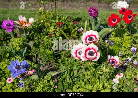 Belles fleurs d'anémone multicolores au jardin des plantes dans le 5 arrondissement de Paris Banque D'Images