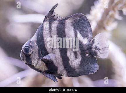 Vue rapprochée d’un épinard juvénile de l’Atlantique (Chaetodipterus faber) Banque D'Images