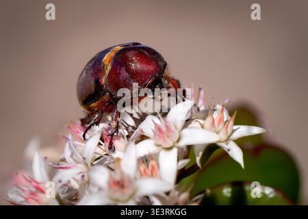 Rhinocéros coléoptère (Oryctes nasicornis) mâle sur des fleurs de Money Tree Banque D'Images