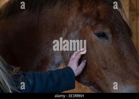 Gros plan de la main humaine touchant doucement le cheval. Concept de connexion, de confiance et de lien émotionnel entre l'humain et l'animal. Convient pour les soins des animaux, ther Banque D'Images