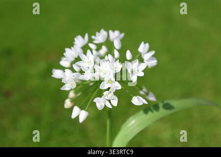 Fleurs blanches d'Allium neapolitanum Cirillo (ail napolitain) au printemps Banque D'Images