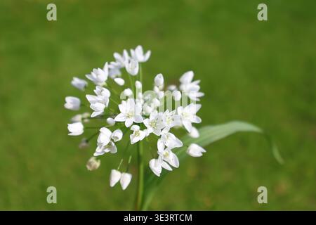 Fleurs blanches d'Allium neapolitanum Cirillo (ail napolitain) au printemps Banque D'Images