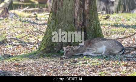 Cerf femelle se reposant au fond d'un arbre - fatigué et seul - photographie de la faune. Photo de haute qualité Banque D'Images