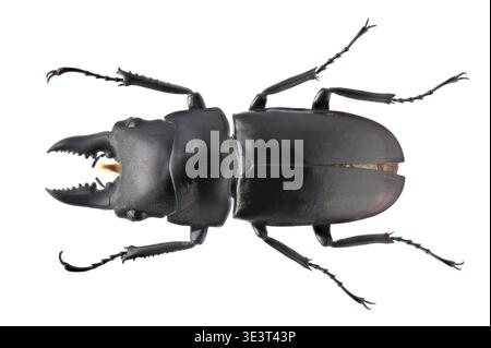 Coléoptère de cerf (Prosopocoilus serricornis) mâle - originaire d'Asie - studio gros plan de spécimen mort - petit mâle Banque D'Images