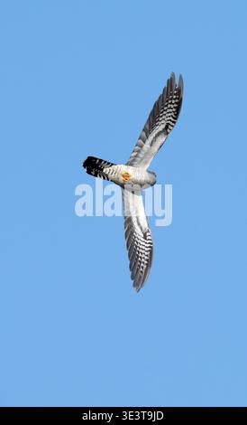 Cuckoo mâle en vol affichant des marques en forme de faucon Danube Delta Romania Banque D'Images