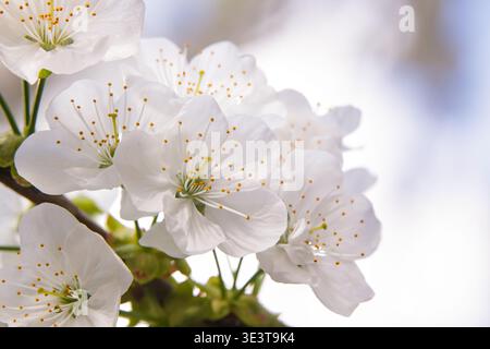 Plan macro de fleurs de cerisier blanc sur une branche au printemps. Gros plan de fleurs blanches tendres avec des étamines jaunes. Banque D'Images