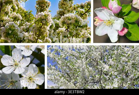 Ce collage printanier vibrant présente une collection d'arbres fruitiers en fleurs avec des fleurs blanches et roses sous un ciel bleu clair. Banque D'Images