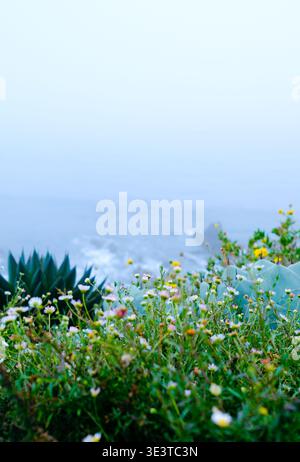 Fleurs sauvages sur la colline côtière avec l'océan couvert de nuages de couche marine en arrière-plan Banque D'Images
